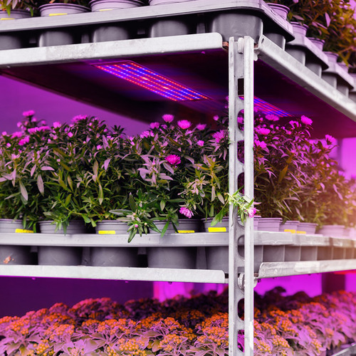 Lámpara De Crecimiento Para Plantas De Semillero, Suculentas