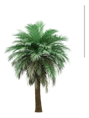 Palmera Butia