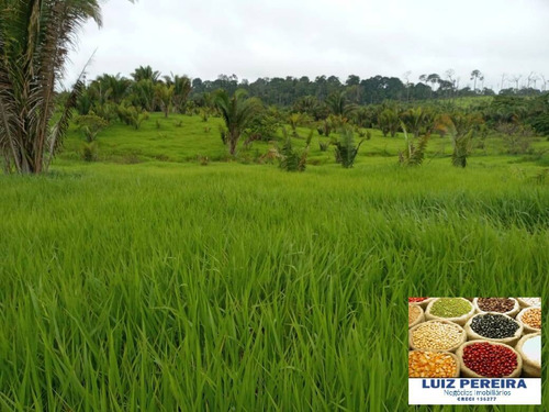 Imagem 11 de 15 de Fazenda À Venda Em Pacaja - Pa - De 1.900 Alqueires (dupla Aptidão) - 1649