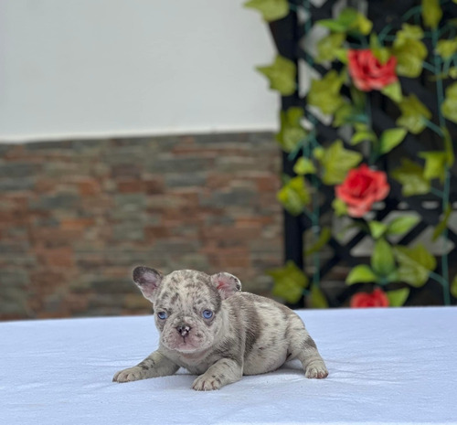 Imagen 2 de 2 de Venta De Cachorros Bulldog Frances Mascotas Medellin Bgt