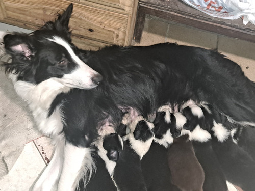 Borden Collie