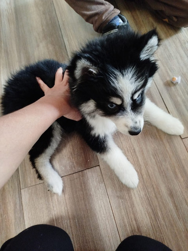 Vendo Hermosa Perrita Pomsky 5ta Generación