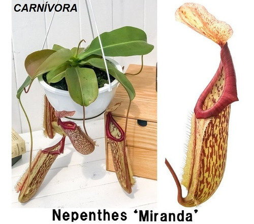 Planta Carnívora Nephentes Miranda Insectívora Autentica