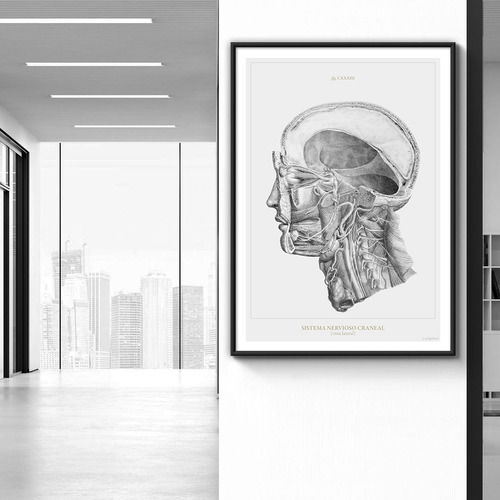 Anatomía Humana 60-61-62-63-64-65-66-67-68-69-70-60bis