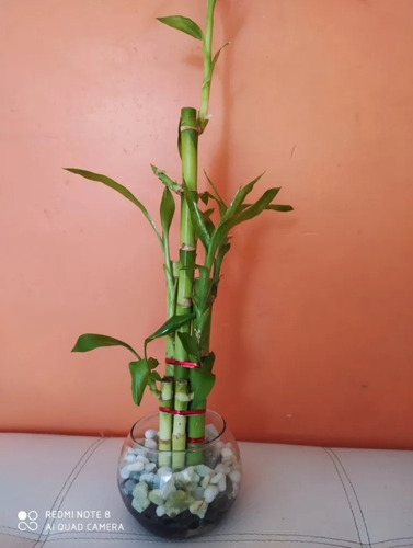 Lucky Bamboo