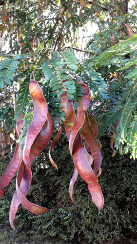 Semillas De Acacia De Tres Espinas (gleditsia Triacanthos)