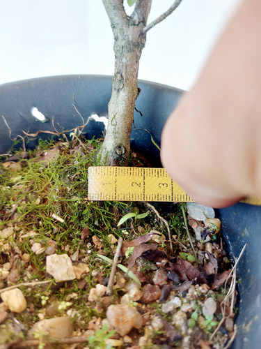 Pre Bonsai Azaléia Anã Cor Rosa 03 Anos (cod.039)
