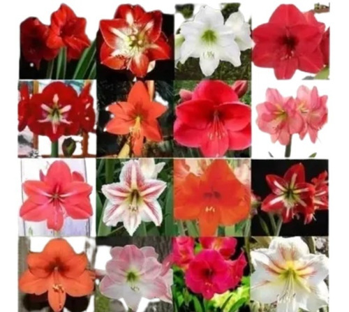 15 Bulbos De Flores Holambra - Flor Açucena | Parcelamento sem juros