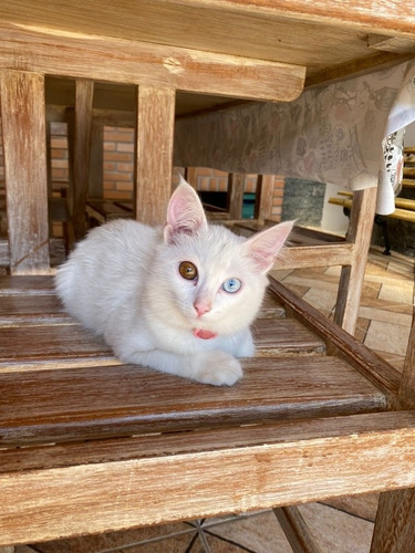 Imagem 1 de 10 de Gato Angorá X Siamês Filhote (leia Descrição)