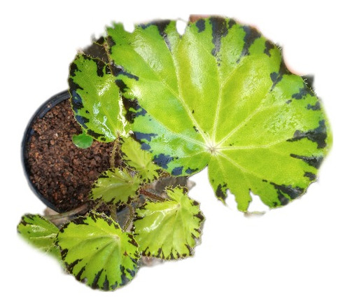 Muda De Begônia Beleaf Lima Love