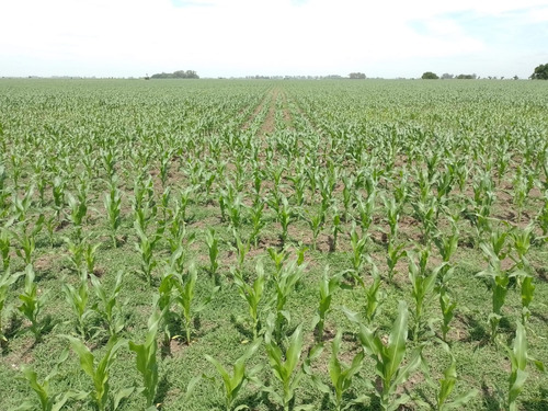 Campo En Magdalena - Buenos Aires - 35 Has. Agricola /ganadero - Dueño Directo .