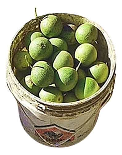 Nueces Juglans Nigra De Nogal Negro Americano Por Kilo