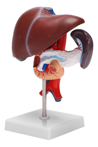 Modelo De Anatomía Anatómica Del Hígado Humano, Páncreas Y D