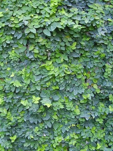 Ficus Pumila Terrario Planta Trepadora