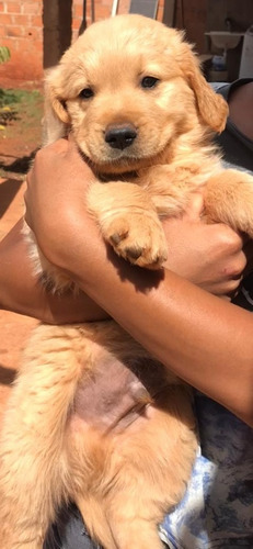 Imagem 3 de 4 de Filhote De Golden Retriever