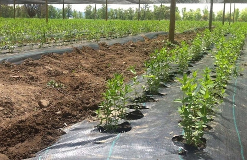 Imagen 10 de 10 de Ground Cover O Malla Antimaleza 2m Ancho X 1m Largo