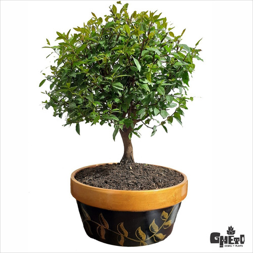 Bonsai Guayacan Con Matera Pintada A Mano