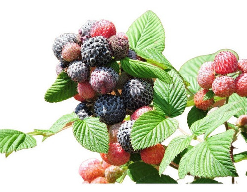 Framboesa Preta Negra Rubus Niveus Amora 30 Sementes Frescas