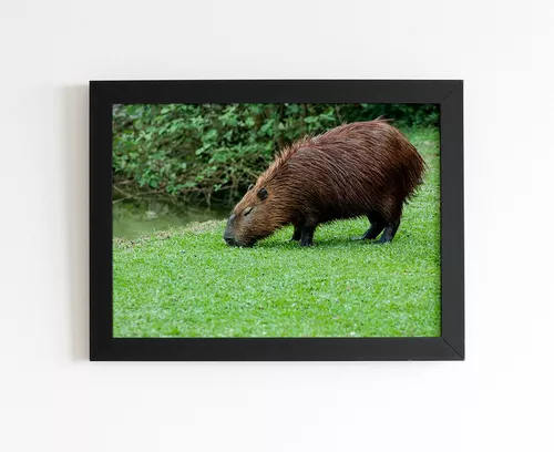 Quadro / Porta Retrato - Capivara 01