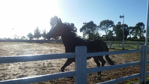 Terreno Ecuestre En Venta Havetno655 Para Desarrollar Finca Para Montar Caballo