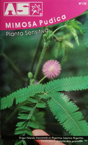 90 Semillas Mimosa Pudica Planta Sensible Al Tacto Premium