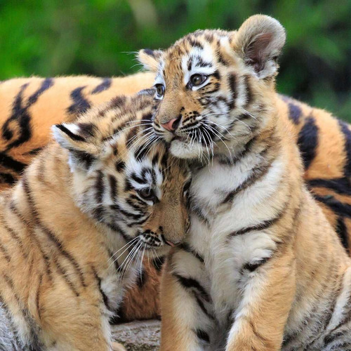 Rompecabezas Ravensburger Animales Selva Para Niños 1-5 Añ-