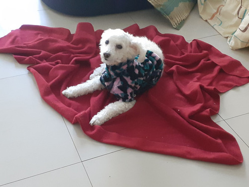 Perro Caniche Mini Toy P Cruzar C Perra, Excelente Compañero