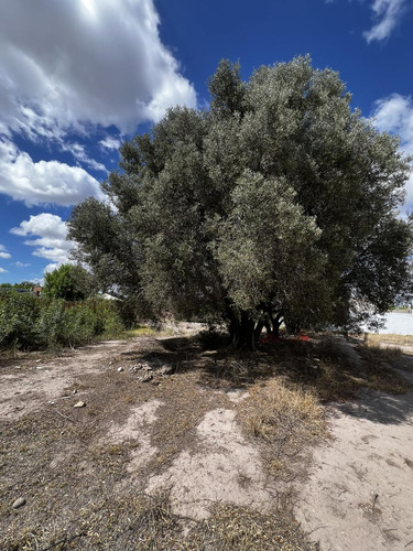 Terreno En  Olivos Del Fundador, San Rafael Mendoza