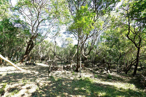 Imagen 8 de 9 de Excepcional Terreno Tepoztlán