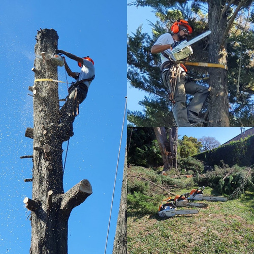 Imagen 7 de 10 de Poda En Altura - Extracciones - Tala De Arboles - Poda Gral!