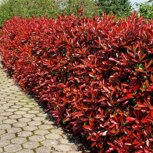 Muda De Fotínia Photinia Folhas Vermelhas Ideal P/ Jardim
