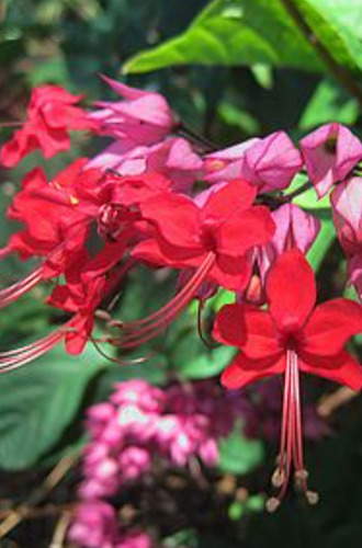 Clerodendrum Rojo Ramillete Flores Colibríes Envío Gratis!!
