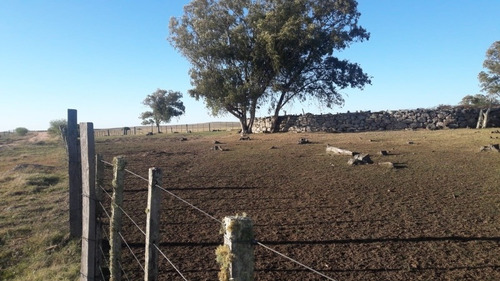 Campo Ganadero-forestal De 501 Ha En Cerro Largo