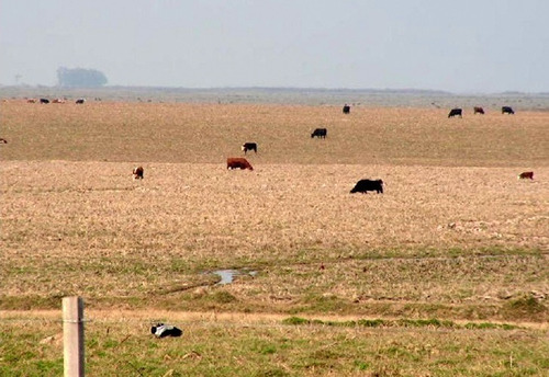 Fazenda Com 8.237 Hectares Em Treinta Y Tres - Uruguai