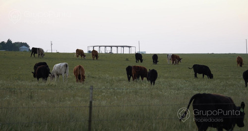 Campo En Arrendamiento - Artigas