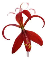 Comprar Bulbos De Sprekelia (flor De Liz) Bulbos T16+ Bulbos Holanda