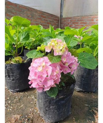 Planta Planta Hortensia Mitos