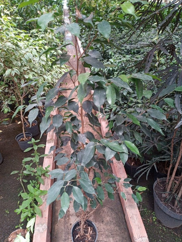 Ficus Benjamina- Hermoso, 1.4 M - Entrega Gratis Caba Y Gba