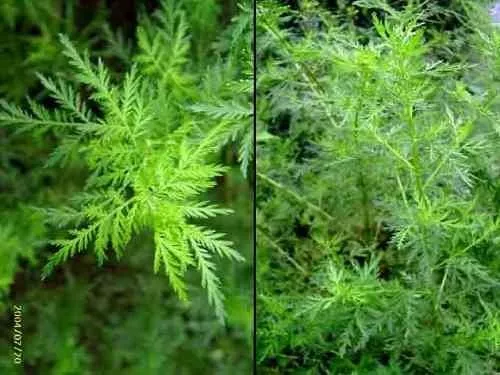 500 Semillas Orgánicas De Artemisia Annua, Ajenjo Dulce