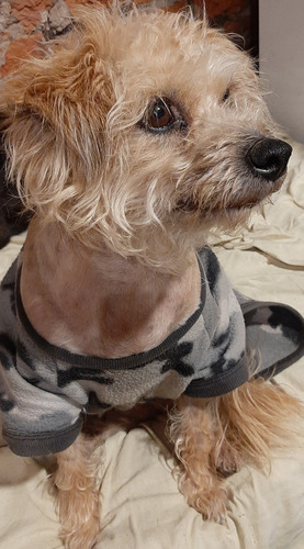 Servicio De Traslado De Mascotas