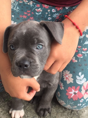 Cachorro American Bully 