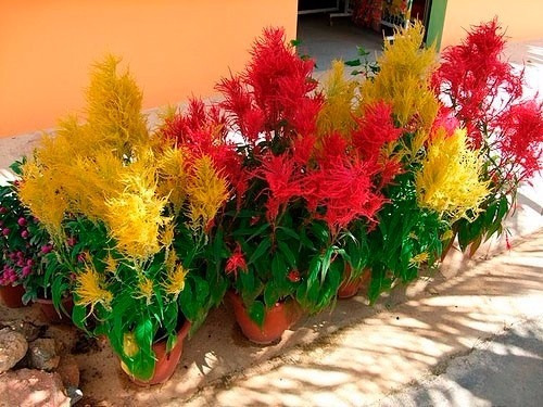 Rabo De Galo Mix Celosia Plumosa Flor Sementes Para Mudas | MercadoLivre