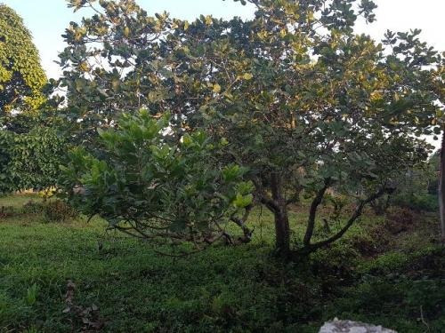 (ref;4320)terreno De Chácaras E Sítios -itanhaém/sp- Gaivota