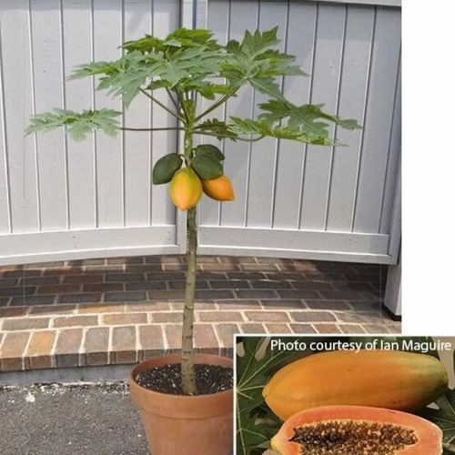 Mamão Anão Para Vasos - Fruta Frutas 50 Sementes Para Mudas
