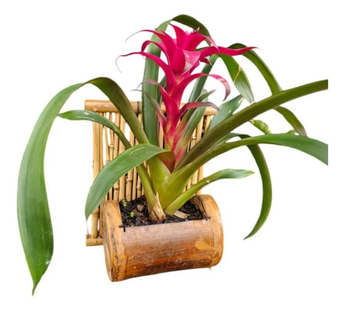 Bromélia Guzmania No Vaso De Bambu Artesanal Suspenso
