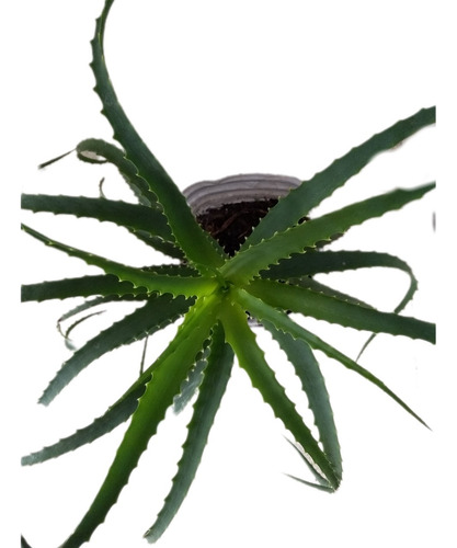 Planta Aloe Arborescens