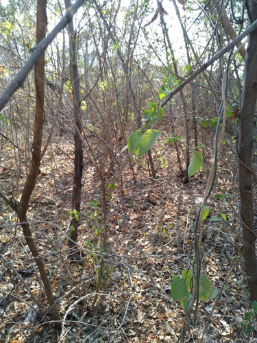 Imagen 10 de 18 de Terreno En Venta 560 Mts. Loma Larga (satelite)