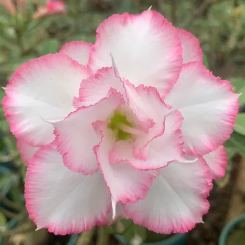Ts 324 - Rosa Do Deserto Enxertada Dobrada Branca Borda Rosa