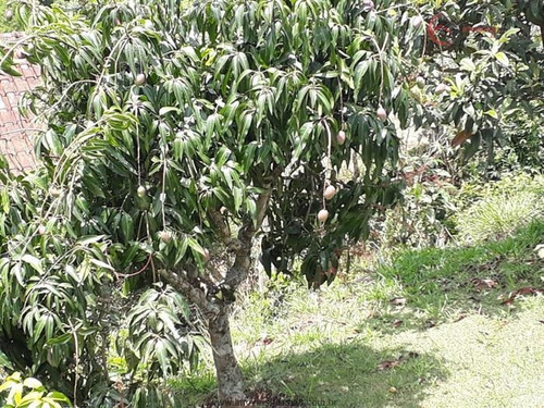 Imagem 5 de 29 de Chácaras À Venda Em Mairiporã/sp - Compre O Seu Chácaras Aqui! - 1452064