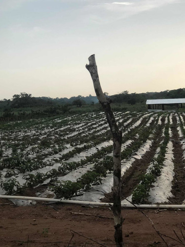 Vendo Esta Finca De 1500 Tareas En Monte Plata